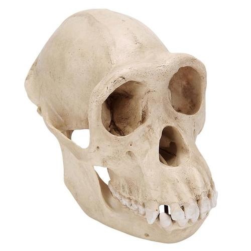 Schädel eines Schimpansen (Pantroglodytes)