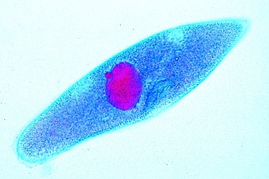 Mikropräparat - Paramaecium, Pantoffeltierchen, Wimpertierchen (Infusor)