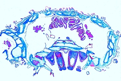 Mikropräparat - Asterias, Seestern, Arm quer. Feinbau eines Stachelhäuters