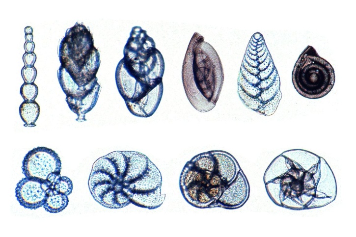 Mikropräparat - Foraminifera, Kammertierchen, viele verschiedene Arten