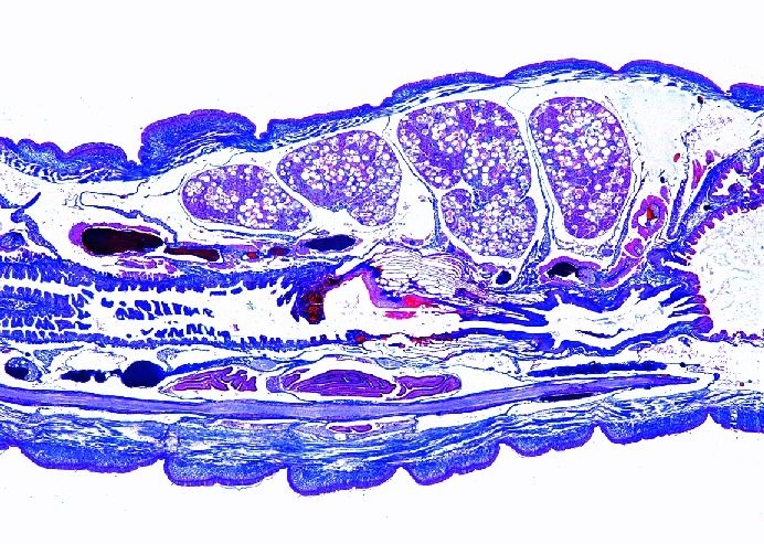 Mikropräparat - Lumbricus, Regenwurm, Vorderende mit Geschlechtsorganen, längs