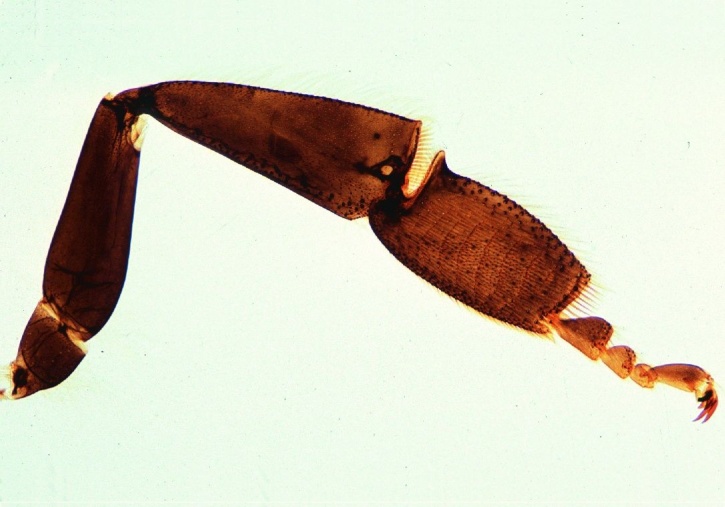 Mikropräparat - Apis mellifica, Honigbiene, Sammelbein mit Körbchen