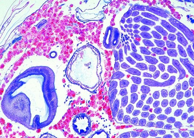 Mikropräparat - Apis mellifica, Honigbiene, Abdomen, quer, Innere Organe