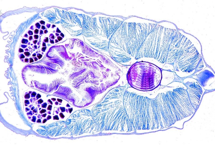 Mikropräparat - Branchiostoma, Lanzettfisch, Körpermitte mit Ovarien, quer