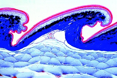 Mikropräparat -  Lacerta, Eidechse, Haut mit Schuppen, sagittal längs