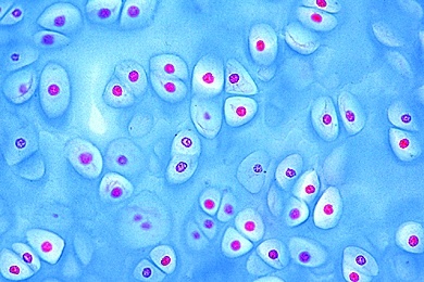 Mikropräparat - Hyaliner Knorpel vom Kalb, quer, Knorpelzellen und Grundsubstanz