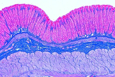 Mikropräparat - Magenfundus der Katze, quer, Magendrüsen, Muskelschichten