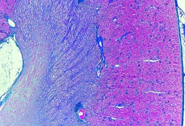 Mikropräparat - Niere der Katze, quer, Schnitt durch Rinde und Mark