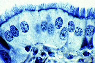 Mikropräparat - Flimmerepithel vom Säugetier
