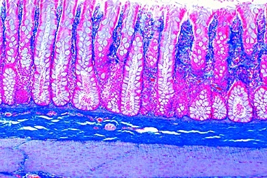 Mikropräparat - Dickdarm (Colon), Katze oder Kaninchen, quer, Schleimzellen