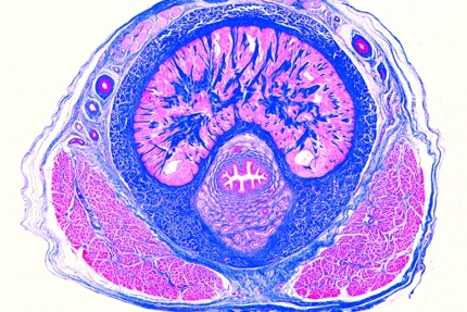 Mikropräparat - Penis vom Kaninchen, quer