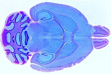 Mikropräparat - Gehirn der Maus, ganzes Organ, längs