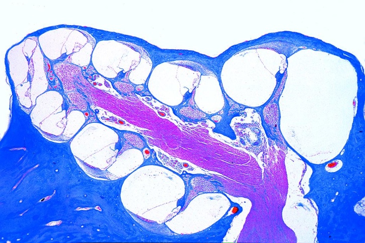 Mikropräparat - Inneres Ohr (Cochlea) vom Meerschwein, längs Cortisches Organ