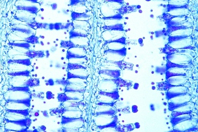 Mikropräparat - Coprinus, Hutpilz, Fruchtkörper quer, Basidien und Sporen