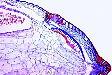 Mikropräparat - Polytrichum, Laubmoos, Sporenkapsel quer