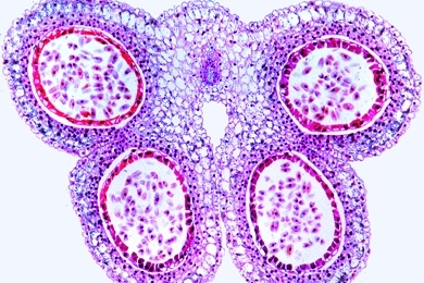 Mikropräparat - Lilium, Lilie, Staubbeutel quer, Pollenkammern und Pollen