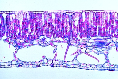 Mikropräparat - Nymphaea, Seerose, Schwimmblatt, quer