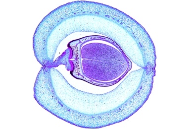 Mikropräparat - Phaseolus, Bohne, Samenschale mit Samen, quer