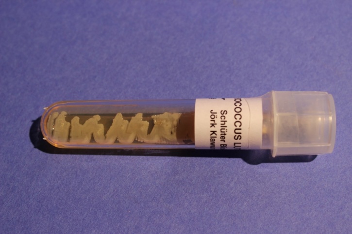 Drosophila - Betäubungsmittel - Behälter