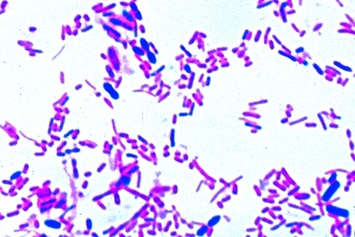 Mikropräparat - Bakterienflora im menschlichen Darm, Ausstrich