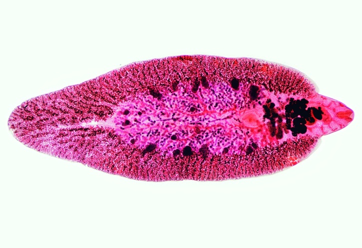 Mikropräparat - Fasciola hepatica, Großer Leberegel, Totalpräparat