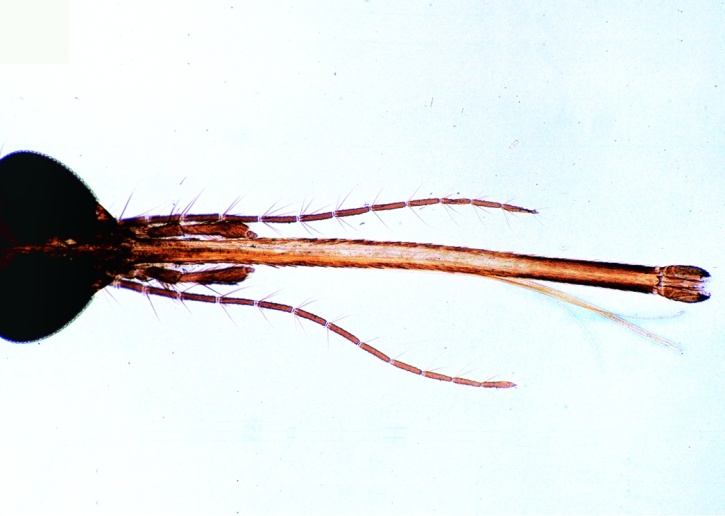 Mikropräparat - Culex pipiens, Stechmücke, Kopf und Mundteile vom Weibchen, total