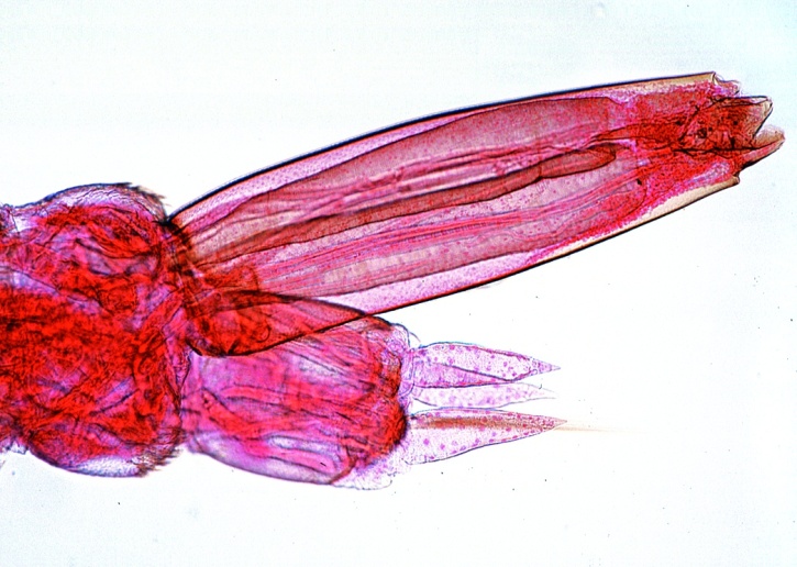 Mikropräparat - Culex pipiens, Stechmücke, Larve Totalpräparat