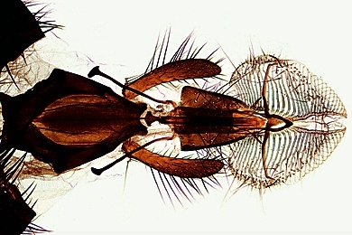 Mikropräparat - Musca domestica, Stubenfliege, leckend-saugende Mundwerkzeuge