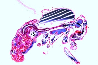 Mikropräparat - Drosophila, Taufliege, sagittaler Längsschnitt durch ganzes Tier, Bauplan der Insekten