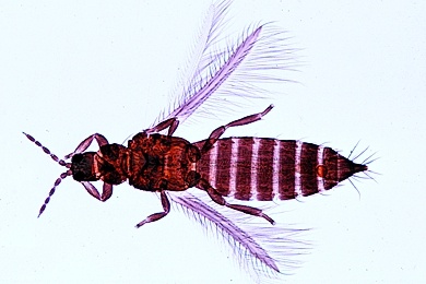 Mikropräparat - Thrips, Blasenfuß (Thysanoptera), total