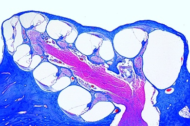 Mikropräparat - Inneres Ohr, Cochlea, vom Meerschweinchen, längs