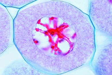 Mikropräparat - Lilie, Pollenentwicklung, Meiose, Diplotänstadium