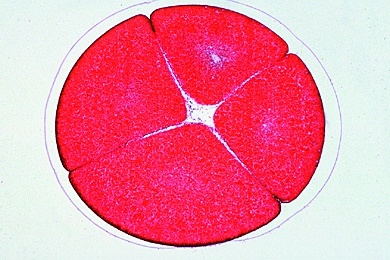 Mikropräparat - Froschentwicklung, Vierzellen-Stadium, quer