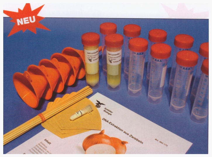 Experimentier-Kit: DNA-Gewinnung DNA-Extraktion aus der Zwiebel