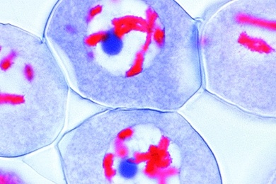 Mikropräparat - Pollenmutterzellen der Lilie (Lilium candidum). Prophase der ersten Reifungsteilung
