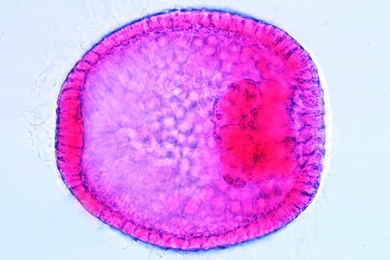 Mikropräparat - Seeigel, Blastula, beginnende Gastrulation