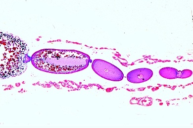 Mikropräparat - Maikäfer, Eierstock (Ovarium), Querschnitt