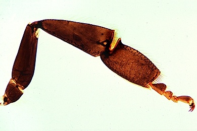 Mikropräparat - Honigbiene, Hinterbein (Sammelbein) mit Körbchen
