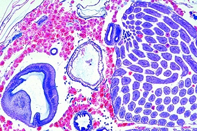 Mikropräparat - Honigbiene, Abdomen der Drohne, quer. Hoden