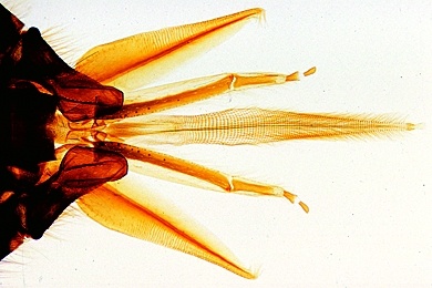 Mikropräparat - Apis mellifica. Honigbiene, leckend-saugende Mundwerkzeuge der Arbeiterin, total