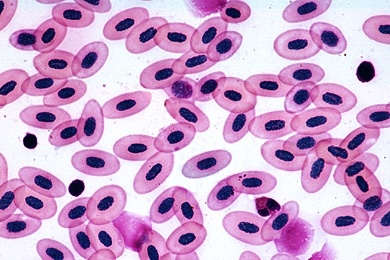 Mikropräparat - Blut vom Frosch, Ausstrich. Kernhaltige rote Blutkörperchen