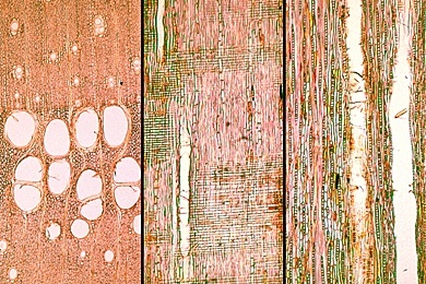 Mikropräparat - Eiche (Quercus robur), Quer-, Radial- und Tangentialschnitt durch das Holz (ringporig)