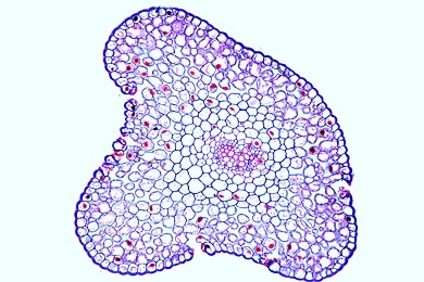 Mikropräparat - Protostele, Stengel von Psilotum, quer