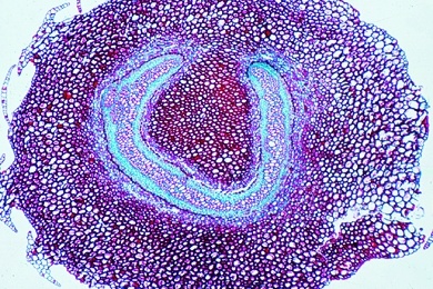 Mikropräparat - Amphiphloische Siphonostele, Rhizom von Adiantum, quer