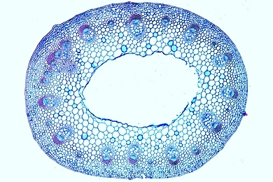 Mikropräparat - Eustele bei dispersem Blattstand, mit offenen kollateralen Leitbündeln, Stengel von Ranunculus, quer