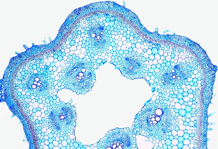 Mikropräparat - Eustele mit bikollateralen Leitbündeln, Stengel von Cucurbita