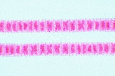 Mikropräparat - Oscillatoria, fadenförmige Blaualge