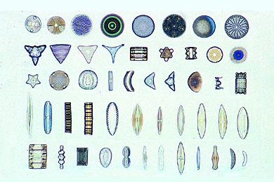 Mikropräparat - Diatomeen, Kieselalgen. Streupräparat mit vielen Arten