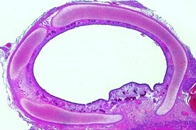 Mikropräparat - Luftröhre (Trachea) der Katze, quer. Ringknorpel, Drüsenzellen, Flimmerepithel