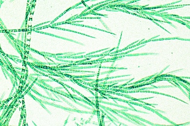 Mikropräparat - Draparnaldia, Grünalge, Büschelig verzweigte Fäden